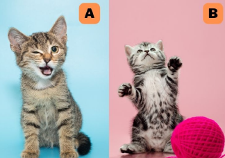Melyik macskát választod? Elárulja, mit szeretnek benned a barátaid