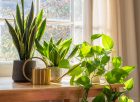 3 szobanövény, amitől mindig jó illat lesz az otthonodban